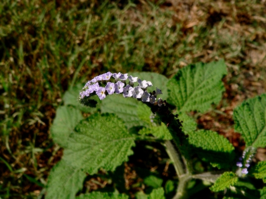 {Heliotropium indicum}